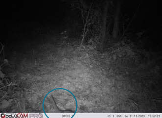 Otter waarneming