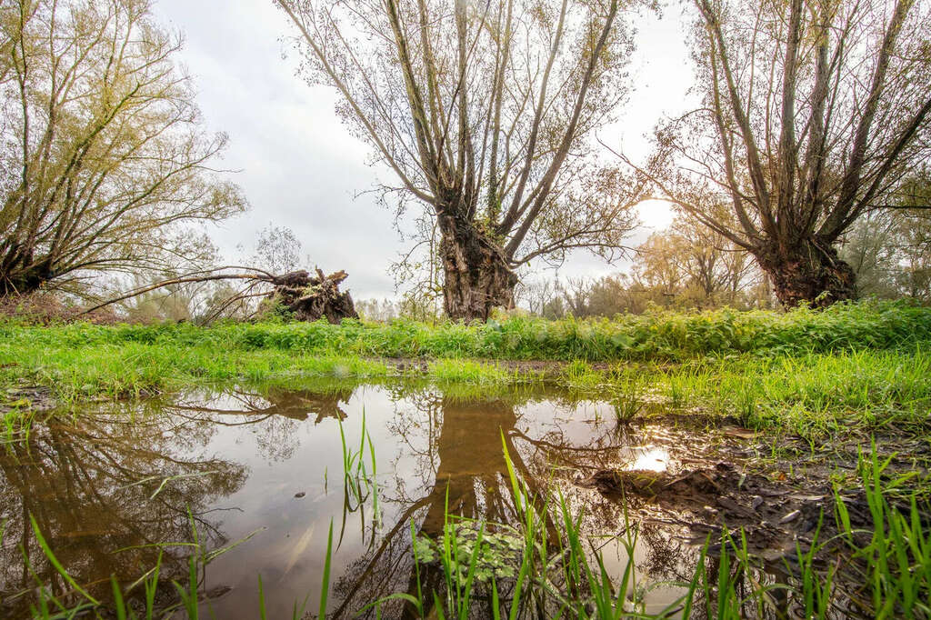 Wetlands kbuysse