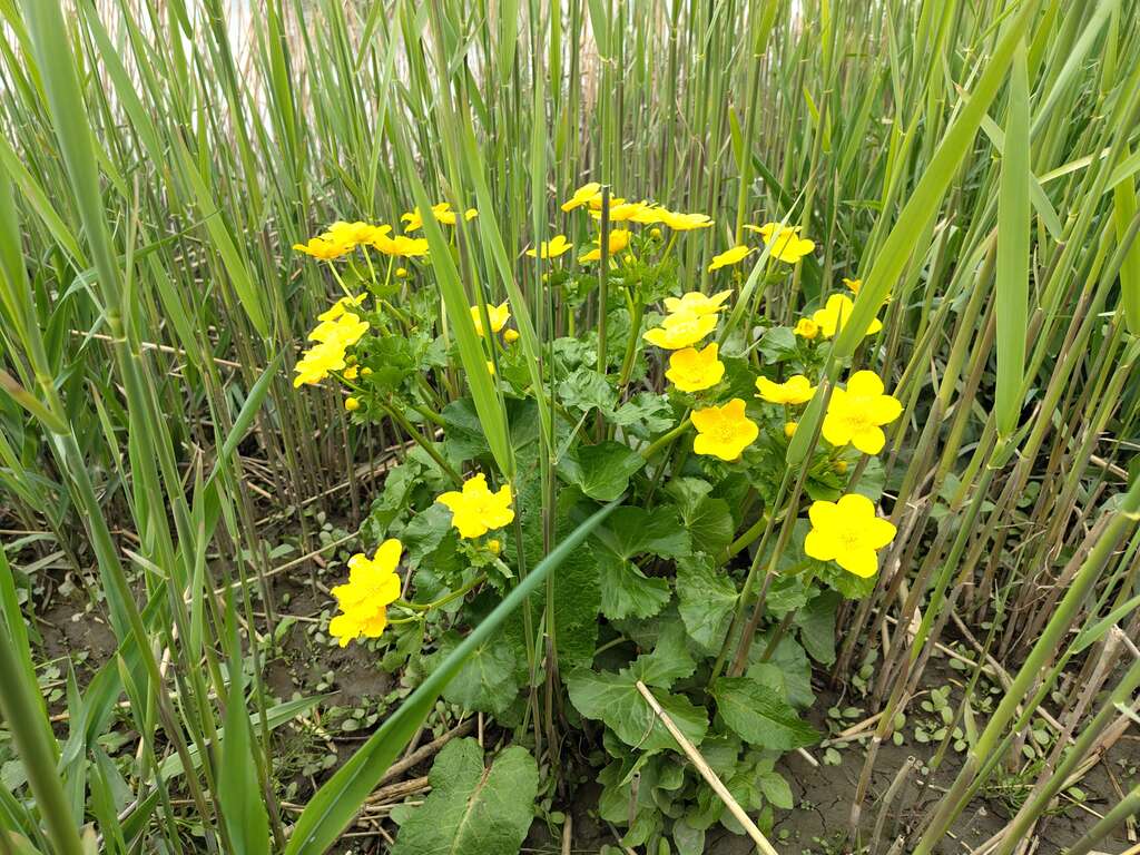 Spindotterbloem 04 c NPSV