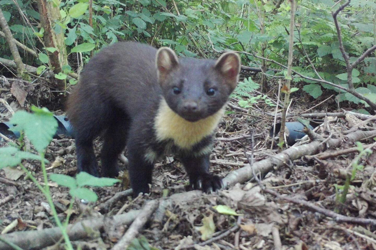 Boommarter op wildcamera 01