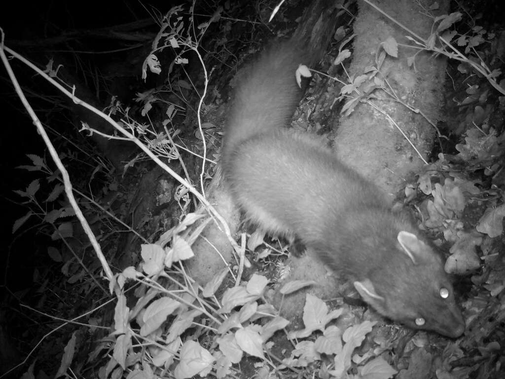Boommarter op wildcamera 02