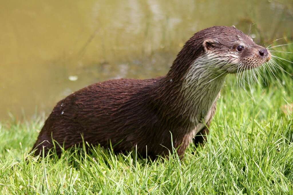 Otter c pixabay Peter Hoare