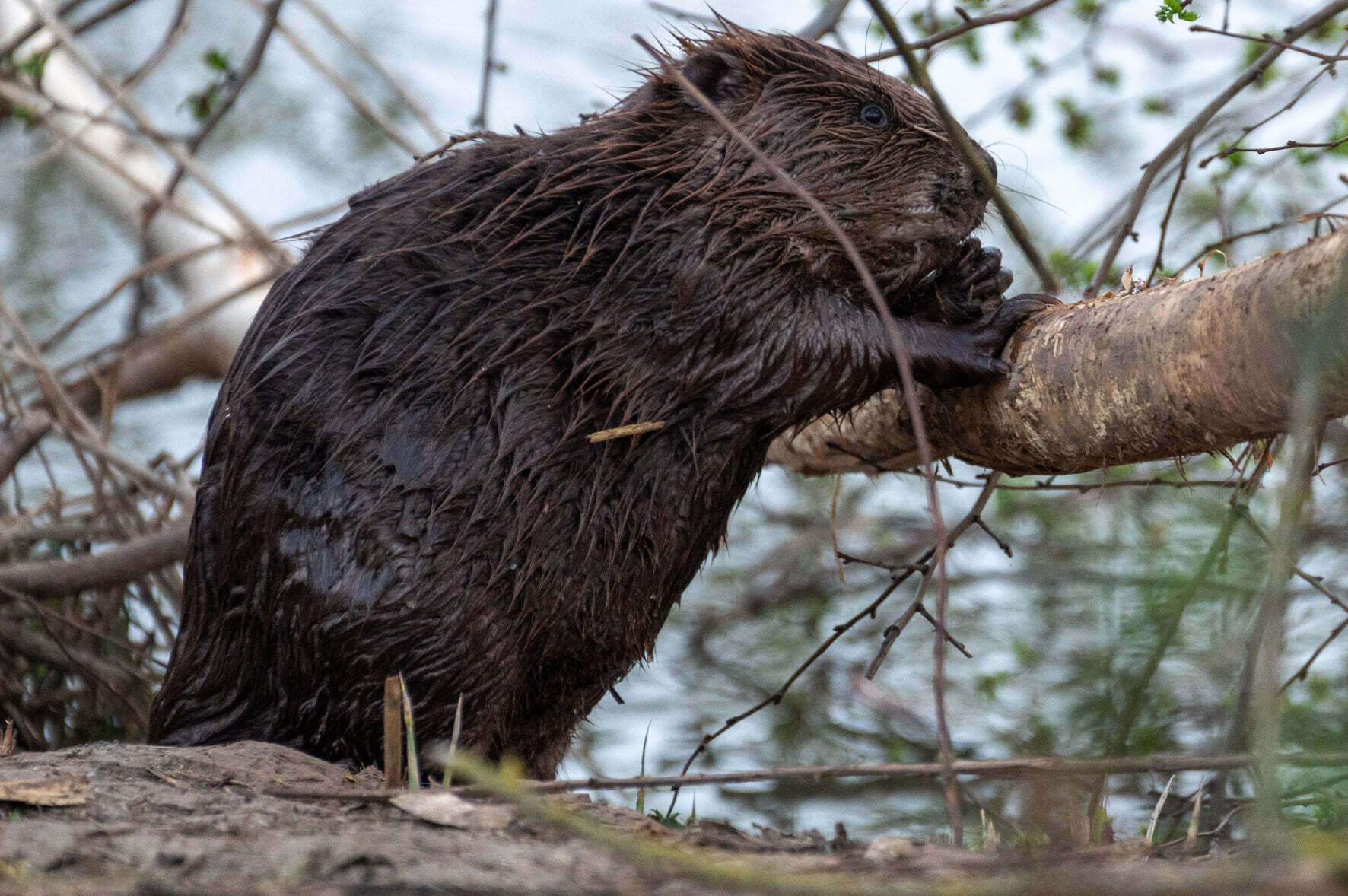 Bever01 c Thais Buytaert