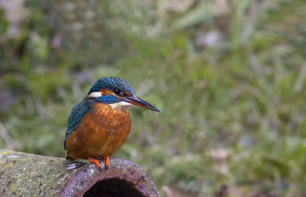 Ijsvogel berlare