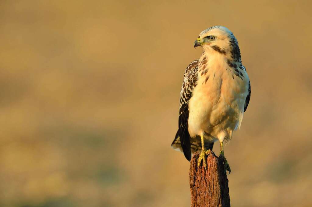 Vilda 108420 Buizerd Yves Adams