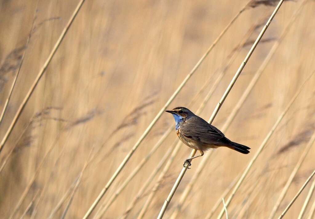 Blauwborst Saxifraga Hans Dekker
