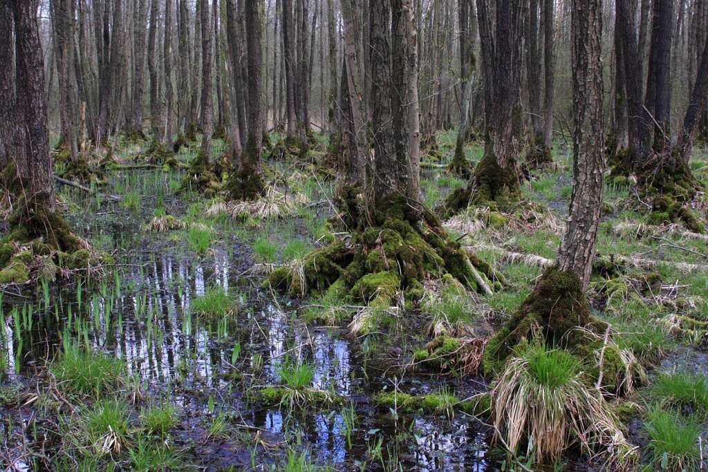 Alnus glutinosa 42 Zwarte els Saxifraga Hans Boll