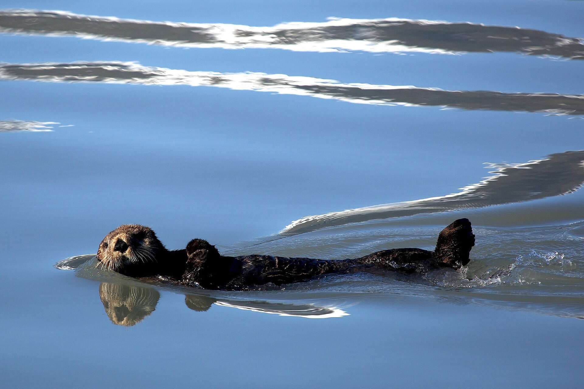 Otter keert terug naar Scheldevallei