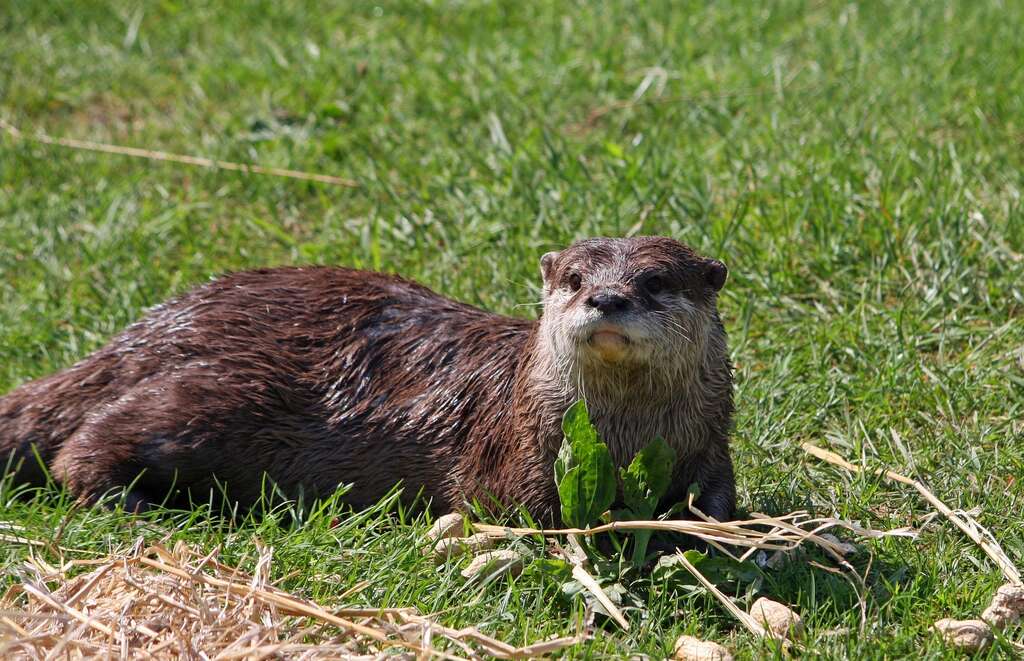 Otter pixabay